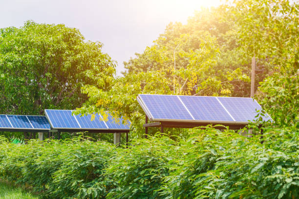 solar panels surronded by trees (shading).jpg